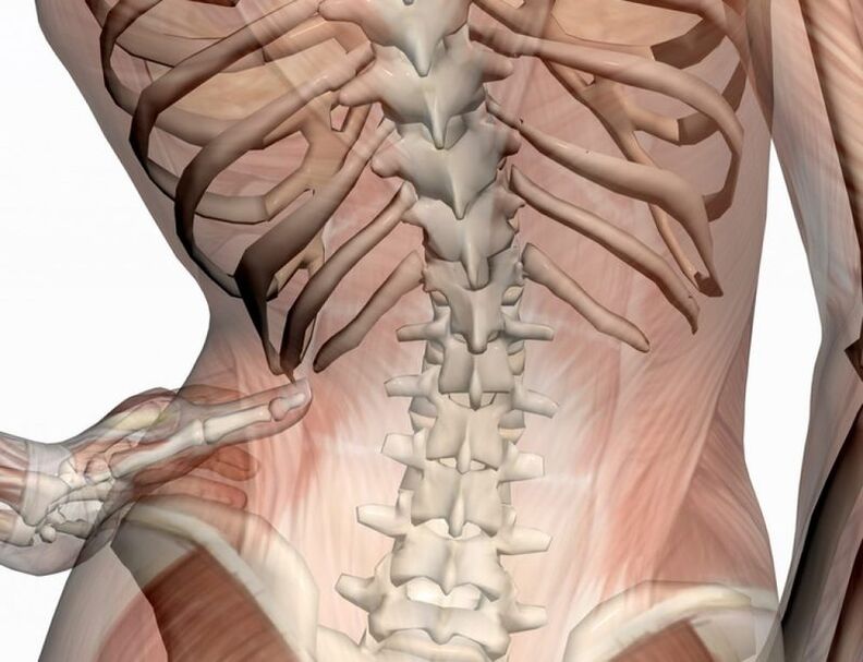 Structure of the lumbar region.